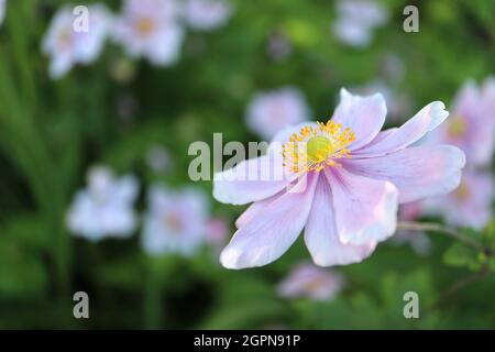 Anemone x hybrida ‘elegans’ Japanese anemone elegans – demi-double fleur rose pâle en forme de soucoupe avec marges blanches, septembre, Angleterre, Royaume-Uni Banque D'Images