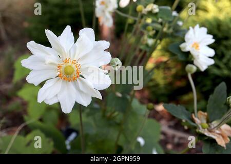 Anemone x hybrida ‘tourbillon’ Japon Anemone tourbillon – fleurs blanches en forme de soucoupe semi-doubles avec pétales minces, tiges vertes, septembre, Royaume-Uni Banque D'Images