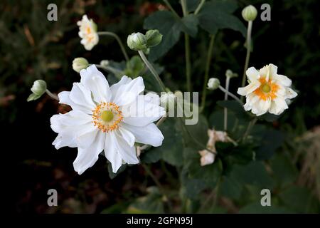 Anemone x hybrida ‘tourbillon’ Japon Anemone tourbillon – fleurs blanches en forme de soucoupe semi-doubles avec pétales minces, tiges vertes, septembre, Royaume-Uni Banque D'Images