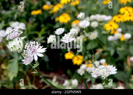 Astrantia Major ‘Star of billion’ masterwort Star of billion - White Tublar flowers with green-bactes White bractées, septembre, Angleterre, Royaume-Uni Banque D'Images