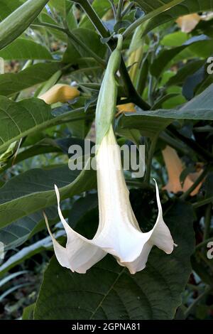 Brugmansia arborea Angel – grandes fleurs blanches en forme d’entonnoir avec extrémités pétale à pointe réflective, septembre, Angleterre, Royaume-Uni Banque D'Images