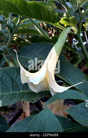 Brugmansia arborea Angel – grandes fleurs blanches en forme d’entonnoir avec extrémités pétale à pointe réflective, septembre, Angleterre, Royaume-Uni Banque D'Images