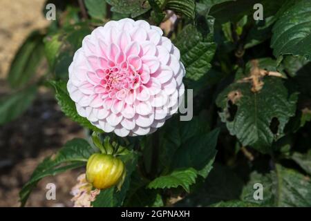 Dahlia 'Assistant de Oz'. Banque D'Images