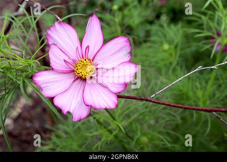 COSMOS bipinnatus ‘fizzy Rose Picotee’ fleurs roses moyennes avec des marges roses profondes et des pétales intérieurs courts, feuilles de plumes, septembre, Angleterre, Royaume-Uni Banque D'Images