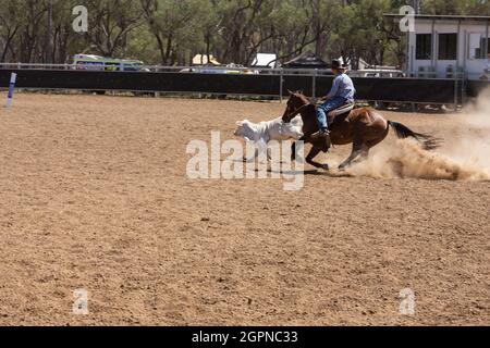 Un cow-boy australien forme un veau dans une arène poussiéreuse lors d'un concours australien de dessin de campement dans l'Outback du Queensland. Banque D'Images