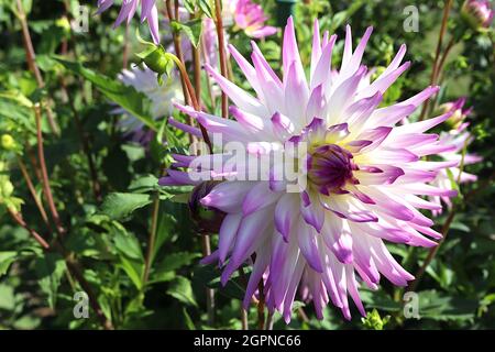 Dahlia ‘Clearview Cameron’ Cactus dahlia Group 8 fleurs blanches à pointes violettes, septembre, Angleterre, Royaume-Uni Banque D'Images