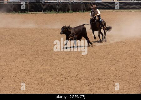 Un cow-boy australien forme un veau dans une arène poussiéreuse lors d'un concours de campement australien dans l'Outback du Queensland avec espace de copie. Banque D'Images