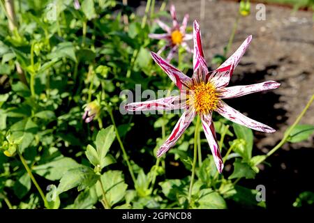 Dahlia ‘Destinys Teachers’ Star dahlia Group 12 fleurs blanches en forme d’étoile, marmole pourpre et pétales roulés, septembre, Angleterre, Royaume-Uni Banque D'Images