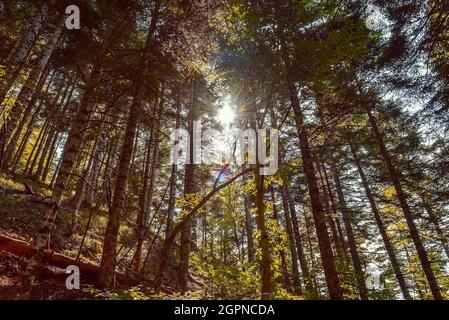 Vue de dessous de pins avec une belle lumière du soleil dans une forêt, photographie de paysage Banque D'Images