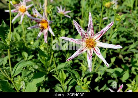 Dahlia ‘Destinys Teachers’ Star dahlia Group 12 fleurs blanches en forme d’étoile, marmole pourpre et pétales roulés, septembre, Angleterre, Royaume-Uni Banque D'Images