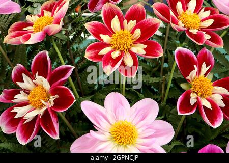 Dahlia 'Fashion Monger' Collerette dahlia Group 3 fleurs simples rouges profondes avec marges jaune pâle pétales internes courts jaune pâle, septembre, Angleterre, Banque D'Images