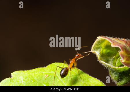 Ant sur une feuille Macro Banque D'Images