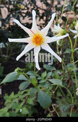 Dahlia 'Honka fragile' Star dahlia Group 12 fleurs blanches en forme d'étoile avec marges roses profondes et pétales roulés, septembre, Angleterre, Royaume-Uni Banque D'Images