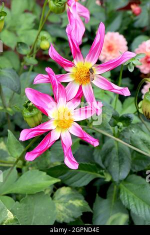 Dahlia 'Honka Pink' Star dahlia Group 12 fleurs roses profondes en forme d'étoile avec centre blanc et halo jaune, pétales roulés, septembre, Angleterre, Royaume-Uni Banque D'Images