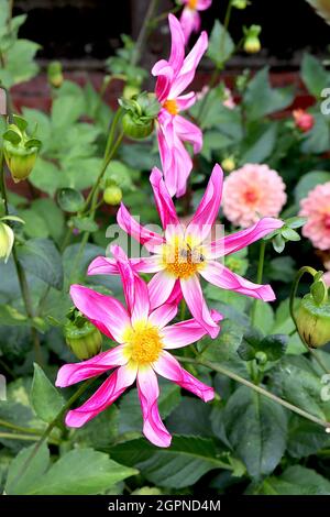 Dahlia 'Honka Pink' Star dahlia Group 12 fleurs roses profondes en forme d'étoile avec centre blanc et halo jaune, pétales roulés, septembre, Angleterre, Royaume-Uni Banque D'Images