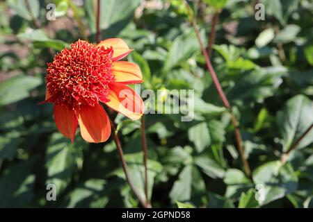 Dahlia 'Josie' fleurs d'orange du groupe 2 de dahlia à fleurs d'anemone avec des fleurs tubulaires rouges à rebord jaune, septembre, Angleterre, Royaume-Uni Banque D'Images