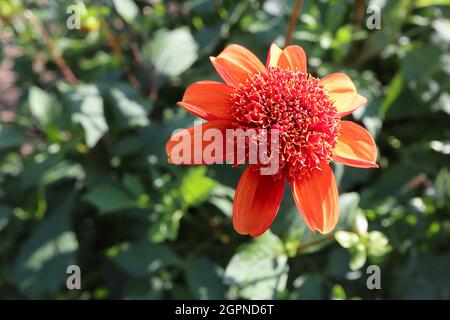 Dahlia 'Josie' fleurs d'orange du groupe 2 de dahlia à fleurs d'anemone avec des fleurs tubulaires rouges à rebord jaune, septembre, Angleterre, Royaume-Uni Banque D'Images