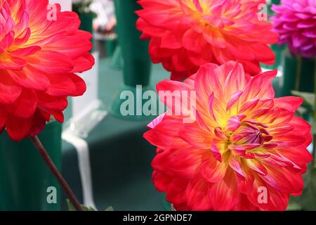 Dahlia ‘Kilburn Glow’ Waterlily Dahlia Group 4 fleurs rouge écarlate à centre jaune, septembre, Angleterre, Royaume-Uni Banque D'Images