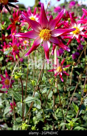 Dahlia 'Hidnight Star' Star dahlia Group 12 fleurs en forme d'étoile rose moyen avec dos de pétale magenta et pétales roulés, septembre, Angleterre, Royaume-Uni Banque D'Images