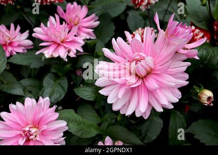 Dahlia 'Pink Magic' Decorative Dahlia Group 5 fleurs roses moyennes à pointes pétale blanches, septembre, Angleterre, Royaume-Uni Banque D'Images