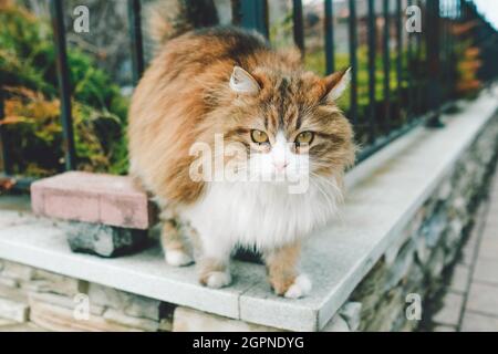 Des chats de couleur douce se promène le long de la clôture. Descendez la rue. Banque D'Images