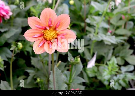 Dahlia ‘chaluberry bon bon’ Collerette dahlia Group 3 fleurs orange pâle aux pétales intérieurs courts de rose moyen, septembre, Angleterre, Royaume-Uni Banque D'Images