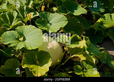 Grande variété de citrouille blanche «Polar Bear» Cucurbita maxima poussant sur un jardin en été Angleterre Royaume-Uni Grande-Bretagne Banque D'Images