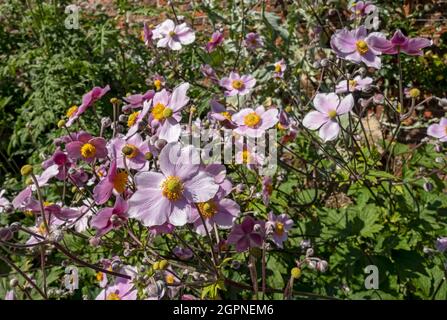 Gros plan de fleurs de l'anémone japonaise rose en été Angleterre Royaume-Uni Grande-Bretagne Grande-Bretagne Banque D'Images