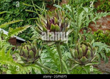 Gros plan de globe artichaut artichauts cardoons poussant dans un potager en été Angleterre Royaume-Uni Grande-Bretagne Grande-Bretagne Banque D'Images