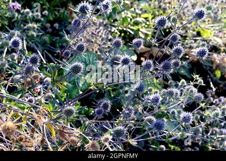 Eryngium planum «Blue Cap» bleu eryngo Blaukappe - têtes de fleurs sphériques au sommet de courtes fines bractées bleu pâle mauve, septembre, Angleterre, Royaume-Uni Banque D'Images