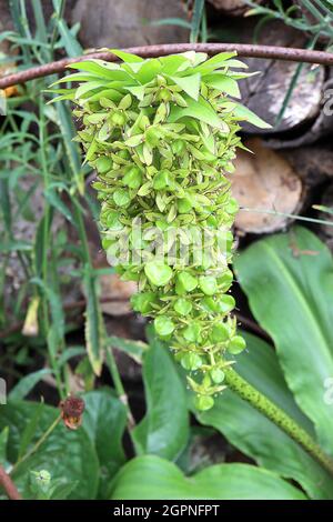 Eucomis bicolore Lily ananas variegated - fleurs vert clair avec marges violettes surmontées avec tête de bractées marinées, septembre, Angleterre, Royaume-Uni Banque D'Images