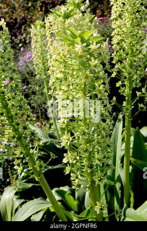 Eucomis pallidiflora oliath, nénuphar géant de l'ananas Goliath - ratons laveurs verticaux de fleurs en forme d'étoile vert clair sur des tiges vertes très épaisses, septembre Banque D'Images