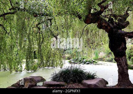 Fagus sylvatica pendula pleureuse hêtre – feuilles d'ovat vert moyen en cascade, branches pendantes et tronc brun foncé à boutons, septembre, Angleterre, Royaume-Uni Banque D'Images