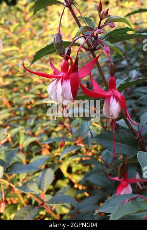 Fuchsia «Madame Cornelissen» tube blanc à pétales minces, longs septiques pourpre récursés, septembre, Angleterre, Royaume-Uni Banque D'Images