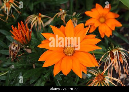 Gazania rigens «New Day Clear Orange» fleur de Trésor orange clair - fleurs orange de type pâquerette avec de légères ligules de buff et de légères taches jaunes, Royaume-Uni Banque D'Images