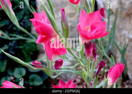 Gladiolus carmineus Cliff gladiolus – fleurs en forme d'entonnoir rose profond avec barre médiane blanche et halo mauve pâle, feuilles vert clair, septembre, Angleterre, Banque D'Images