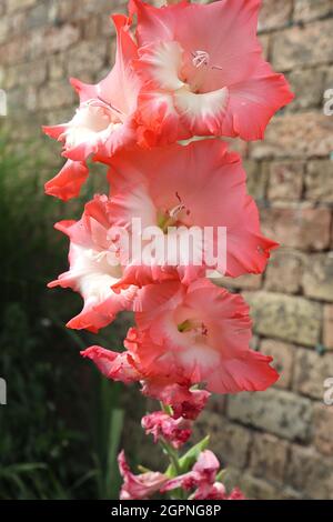 Gladiolus 'Chiltern Pride' épée Lily Chiltern Pride - fleurs rose corail avec centre blanc et pétales de fleurs, septembre, Angleterre, Royaume-Uni Banque D'Images