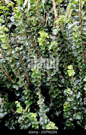 Hedera Helix ‘Erecta’ Ivy Erecta – branches raides droites de petites feuilles vertes brillantes, septembre, Angleterre, Royaume-Uni Banque D'Images