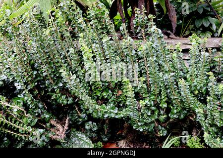 Hedera Helix ‘Erecta’ Ivy Erecta – branches raides droites de petites feuilles vertes brillantes, septembre, Angleterre, Royaume-Uni Banque D'Images