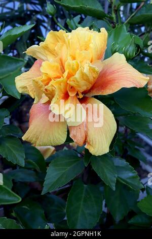 Hibiscus rosa sinensis ‘Koniger’ Chinese hibiscus Koniger - fleurs jaunes avec un lavage orange profond et de grands pétales intérieurs à volants jaunes, septembre, Royaume-Uni Banque D'Images