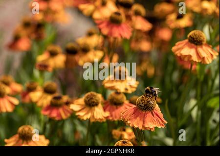 Abeille collectant le pollen sur la fleur d'orange Banque D'Images