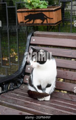 Le chat sérieux est assis sur un banc en bois. Un chat noir bien nourri avec des taches blanches regarde calmement dans la distance et aime la vie. Banque D'Images
