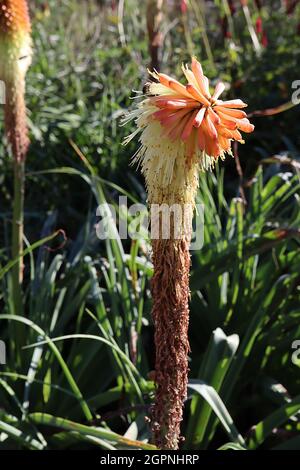 Kniphofia ‘Creamsicle’ Red Hot poker Creamsicle – nain kniphofia avec des grappes tubulaires de fleurs coniques pendous rouges et jaunes, septembre, Royaume-Uni Banque D'Images