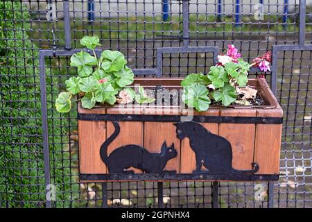 Contenant original pour fleurs. Une silhouette de chat en métal. Pots de fleurs extérieurs pour petit jardin, patio ou terrasse Banque D'Images