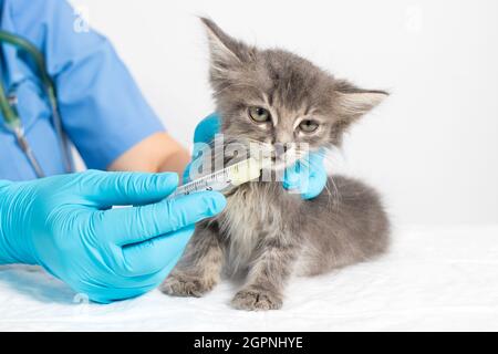 Le vétérinaire donne le chaton des médicaments ou des vitamines. Maladies chez les chatons, un remède pour le traitement du lichen, des puces ou des vers. Banque D'Images