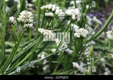 Limonium sinuatum Sea lavande - fleurs blanches papones sur tiges aillées, septembre, Angleterre, Royaume-Uni Banque D'Images