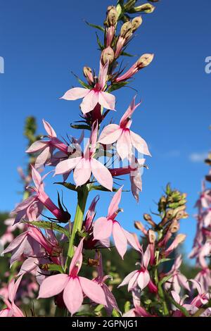 Lobelia fleur cardinal «Compton Pink» Compton Pink - ratons laveurs verticaux de fleurs rose pâle avec gorge pourpre et feuilles étroites en forme de lance, Royaume-Uni Banque D'Images