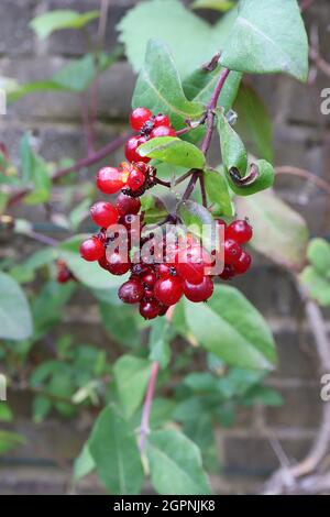 Lonicera periclymenum ‘Serotina’ Honeysuckle Serotina – grappes pendantes de baies rouges rondes brillantes, septembre, Angleterre, Royaume-Uni Banque D'Images