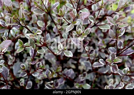 Lophomyrtus x ralphii ‘Dragon magique’ New Zealand myrtle Magic Dragon – petites feuilles vert moyen ovées avec des marges vert foncé et crème Banque D'Images