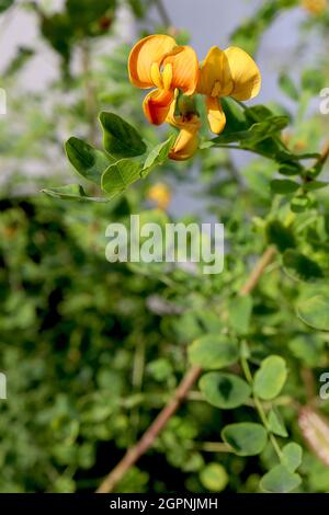 Huile de pied d'oiseaux de Lotus corniculatus – fleurs de type pois jaune doré et boutons de fleurs d'orange rouge, feuilles de pinnées courtes sur tiges courtes, septembre, Royaume-Uni Banque D'Images